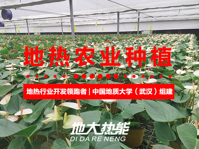 濟南：“地熱能+農業”產業融合，讓地熱能真正“熱”起來-地大熱能